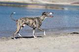 WHIPPET 200